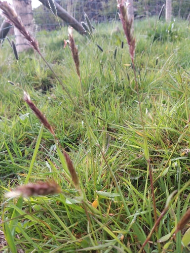 Erba fumante comune — Bild 2