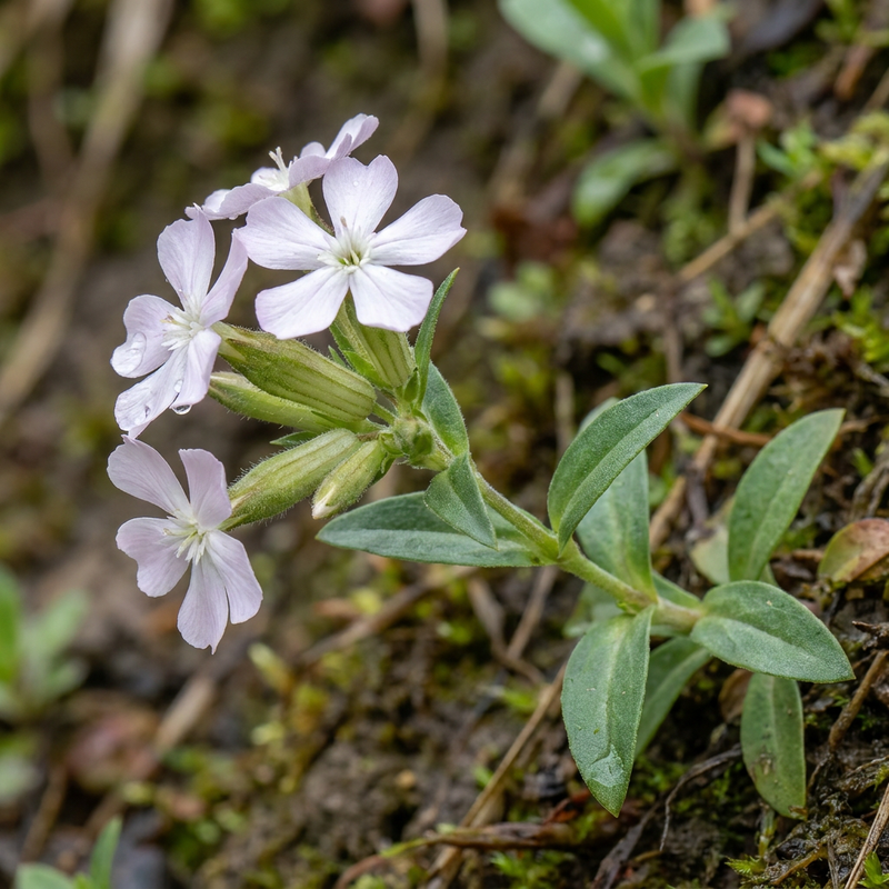 Saponaria comune