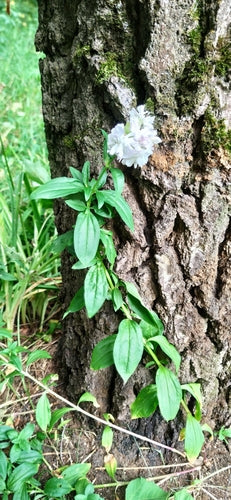 Saponaria comune — foto 4 di 11