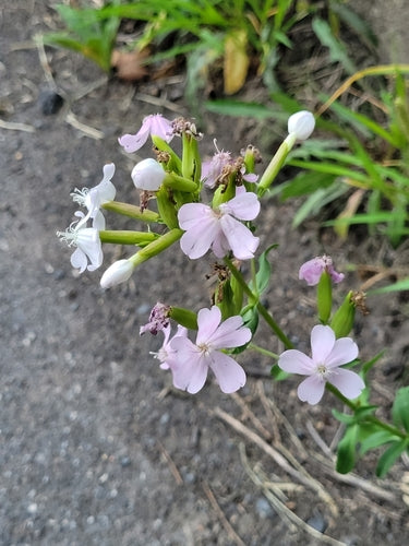 Saponaria comune — foto 5 di 11