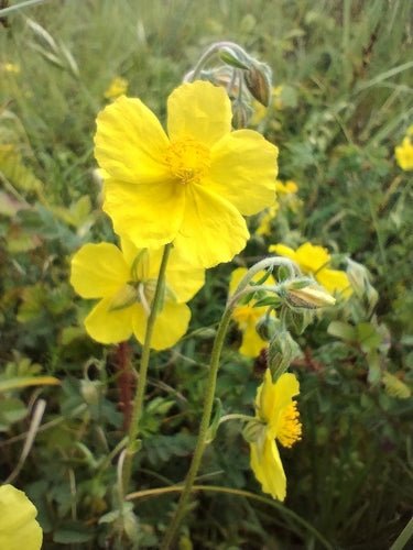 Girasole comune — Bild 5