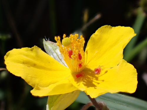 Girasole comune — Bild 3
