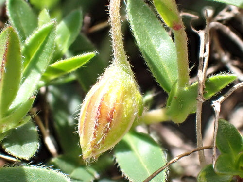 Girasole comune — Bild 2