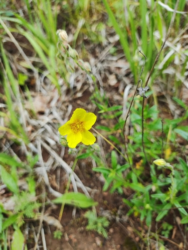 Girasole comune — foto 5 di 9