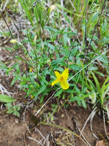 Girasole comune — foto 4 di 9