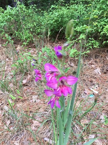 Gladioli — Bild 5
