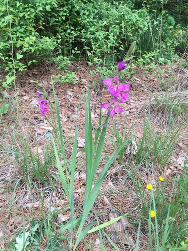 Gladioli — Bild 4