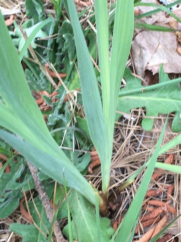 Gladioli — Bild 2