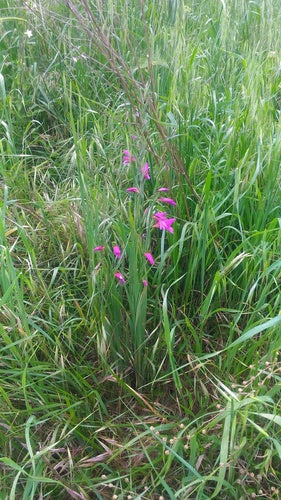 Gladioli — foto 1 di 50