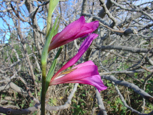 Gladioli — foto 5 di 50