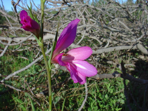 Gladioli — foto 4 di 50