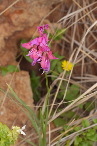 Gladioli — Bild 1
