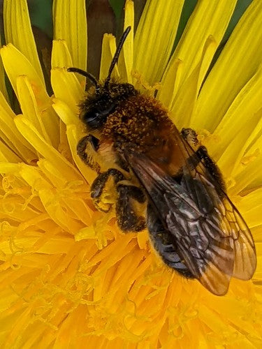 Ape di sabbia lucida — Bild 4