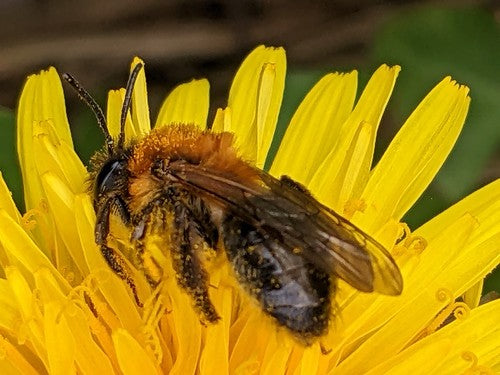 Ape di sabbia lucida — Bild 3