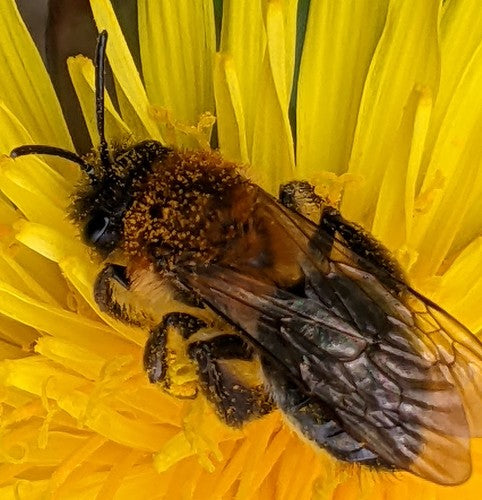 Ape di sabbia lucida — Bild 2
