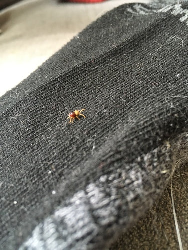 Scarabeo ladro lucido — Bild 5