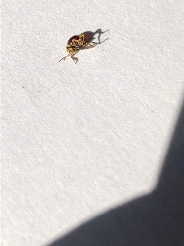 Scarabeo ladro lucido — Bild 3