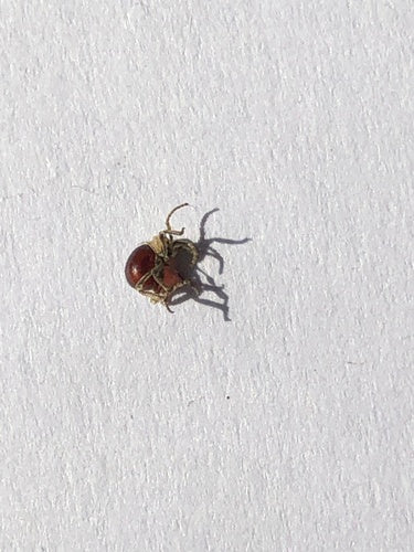 Scarabeo ladro lucido — Bild 4