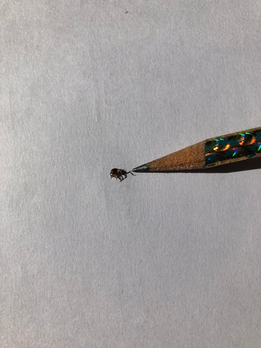 Scarabeo ladro lucido — Bild 2