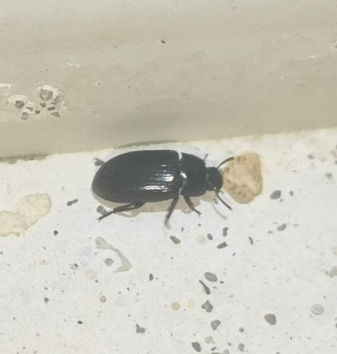 Scarabeo di muffa di grano lucido — foto 3 di 17
