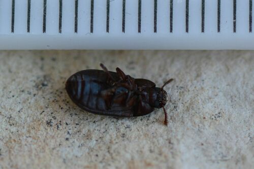 Scarabeo di muffa di grano lucido — foto 4 di 17
