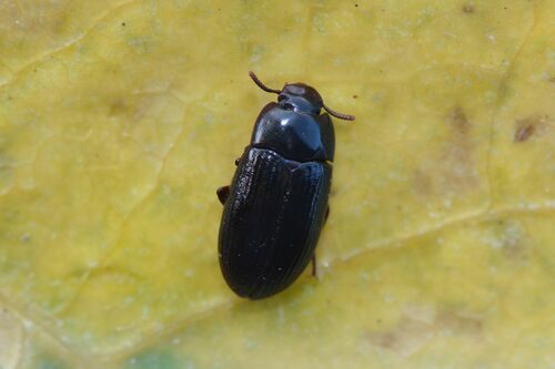 Scarabeo di muffa di grano lucido — Bild 3