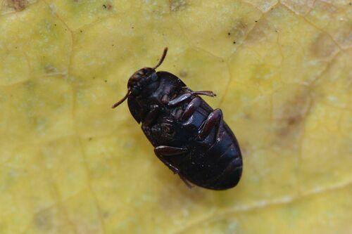 Scarabeo di muffa di grano lucido — Bild 2