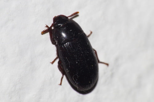 Scarabeo di muffa di grano lucido — Bild 1