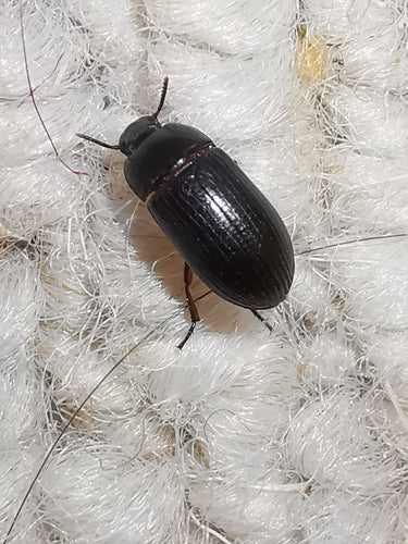 Scarabeo di muffa di grano lucido — Bild 5