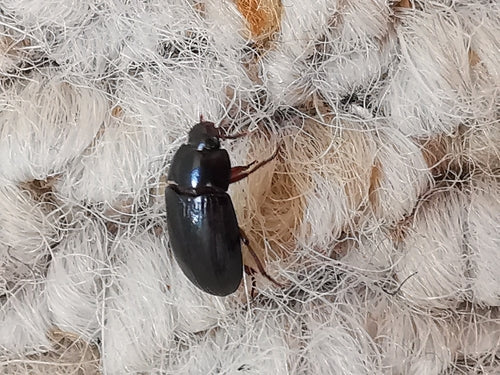 Scarabeo di muffa di grano lucido — Bild 4