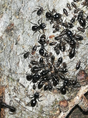 Formica carpentiere nera lucida — Bild 4
