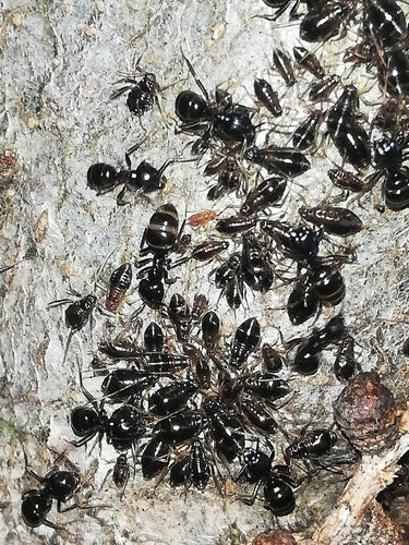 Formica carpentiere nera lucida — Bild 3
