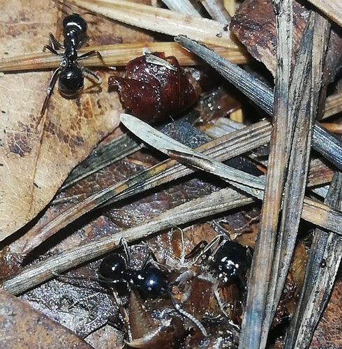 Formica carpentiere nera lucida — Bild 2
