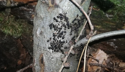 Formica carpentiere nera lucida — Bild 1