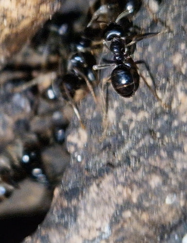 Formica carpentiere nera lucida — Bild 5