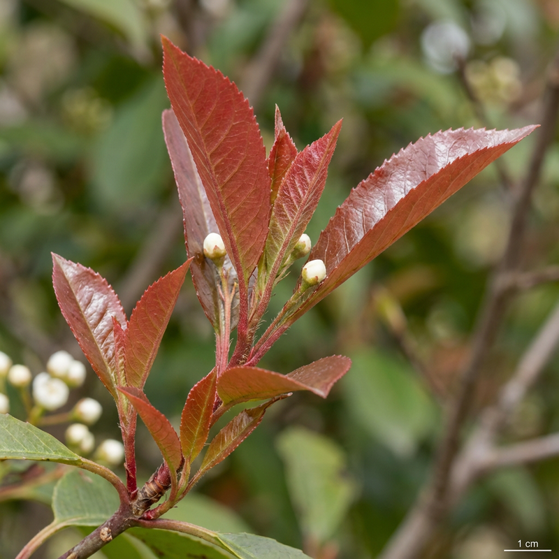 Nespolo lucido