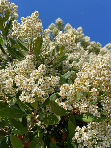 Nespole — Bild 1