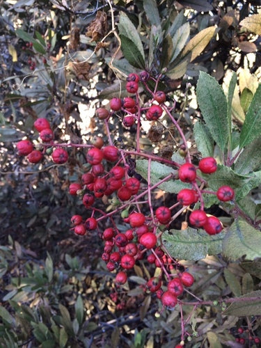 Nespole — Bild 4