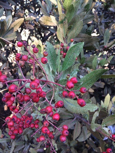 Nespole — Bild 3