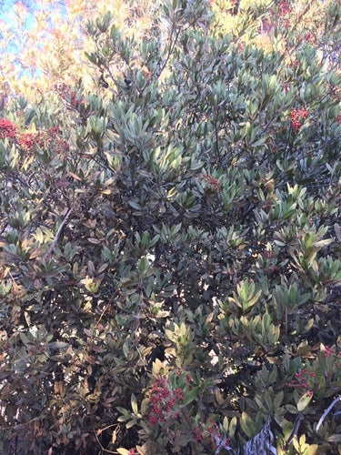 Nespole — Bild 2