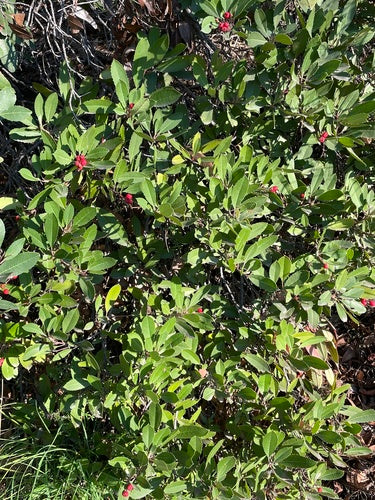 Nespole — Bild 5