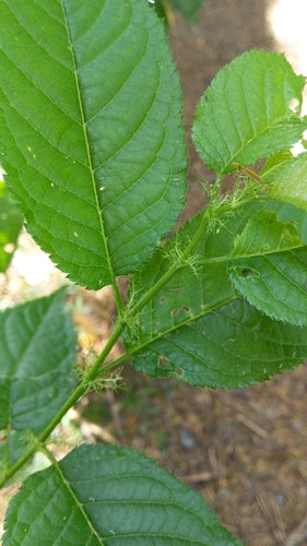 Ciliegie di vetro — Bild 5