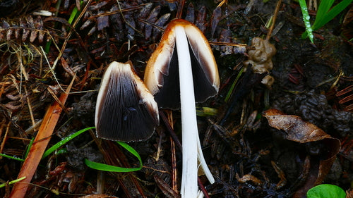 Scintillio — Bild 3