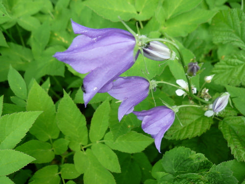 Campanula — Bild 5