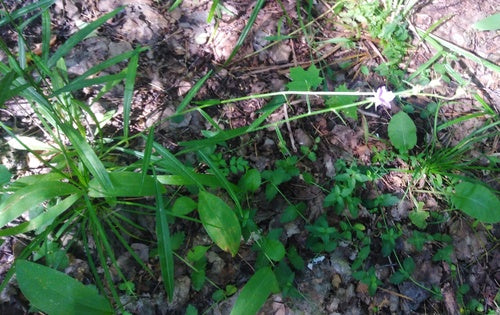 Campanula — Bild 2