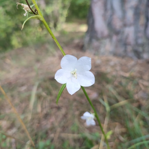 Campanula — Bild 3