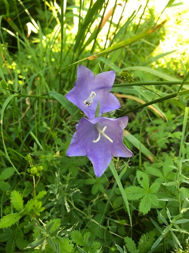 Campanula — Bild 4