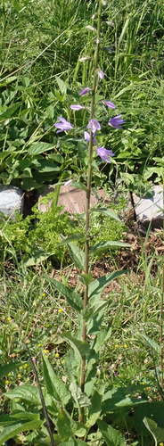 Campanule — foto 5 di 8