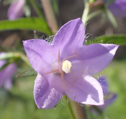 Campanule — foto 4 di 8