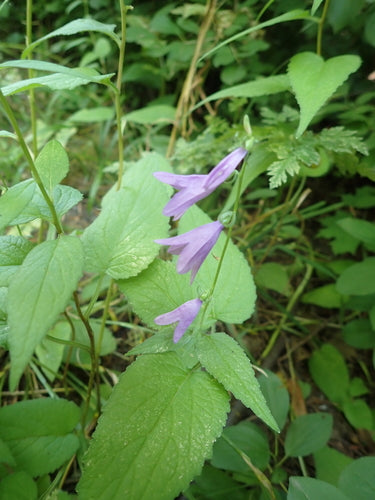 Campanule — foto 1 di 8
